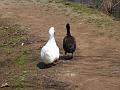 Duck walk